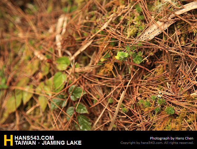 JiamingLake_039