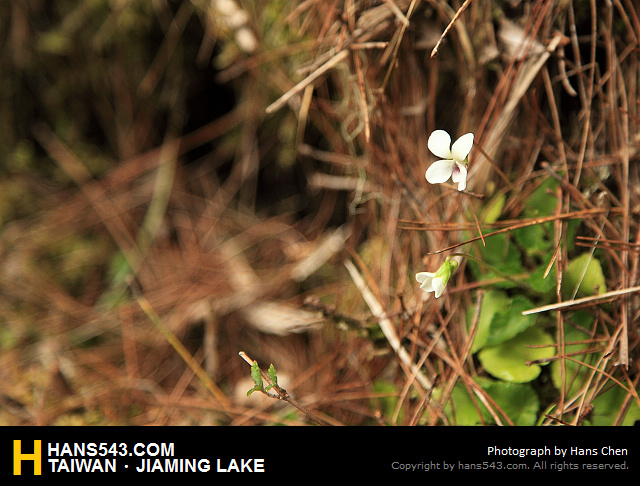 JiamingLake_038