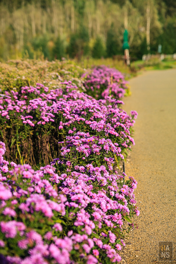 北海道瀧野鈴蘭丘陵公園
