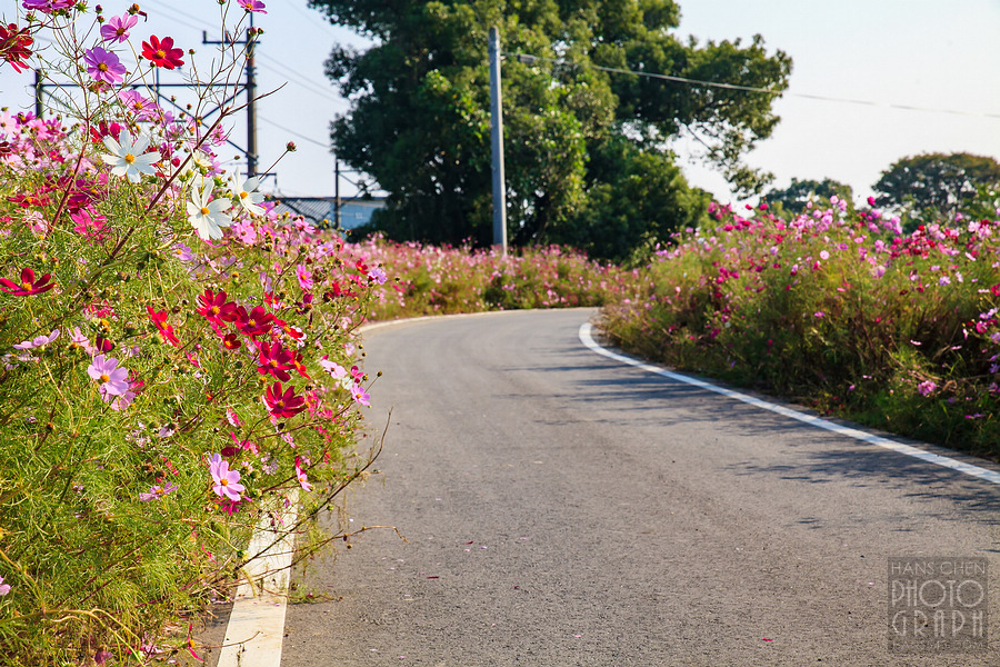 久留米北野町大波斯菊街道
