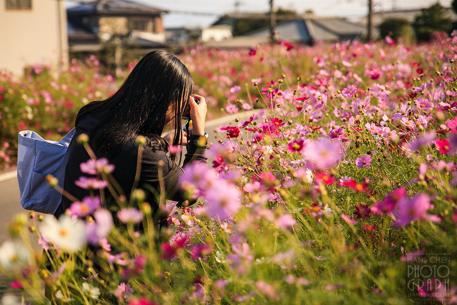 波斯菊大道
