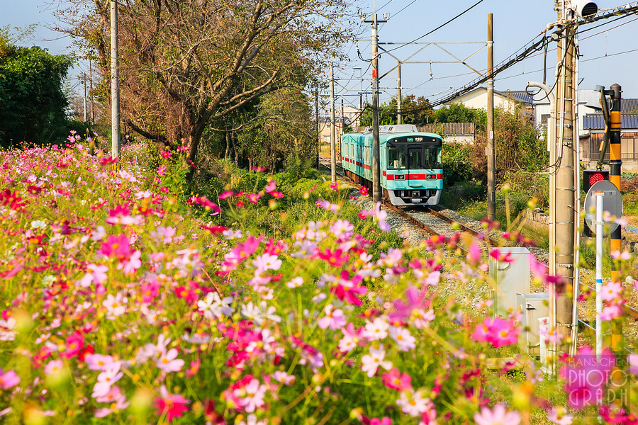 波斯菊大道