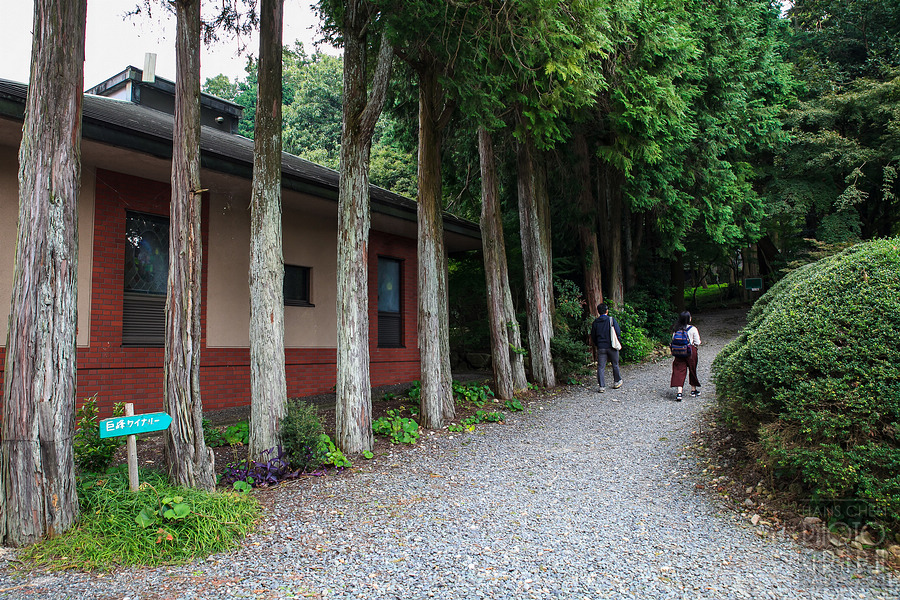 久留米紅乙女酒造巨峰葡萄酒園