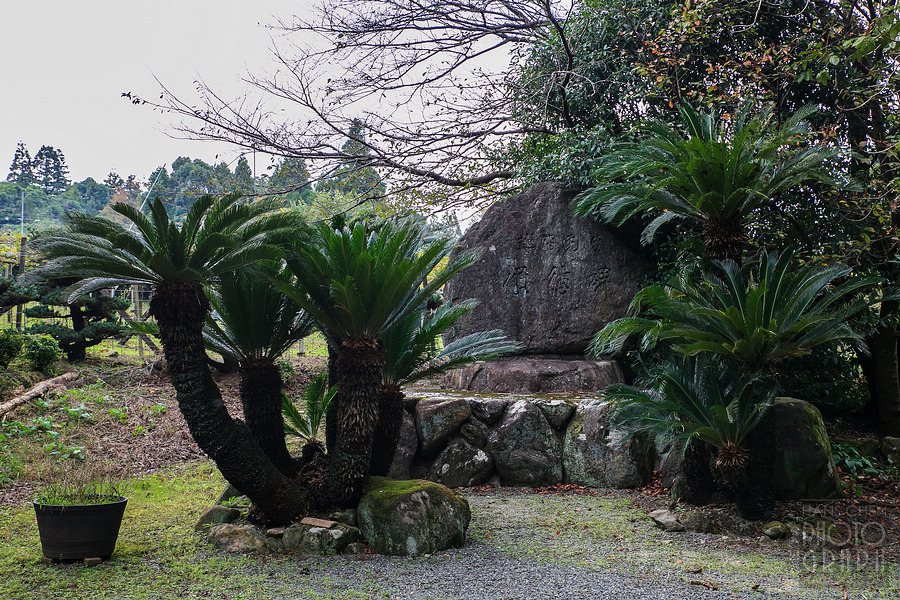 久留米紅乙女酒造巨峰葡萄酒園