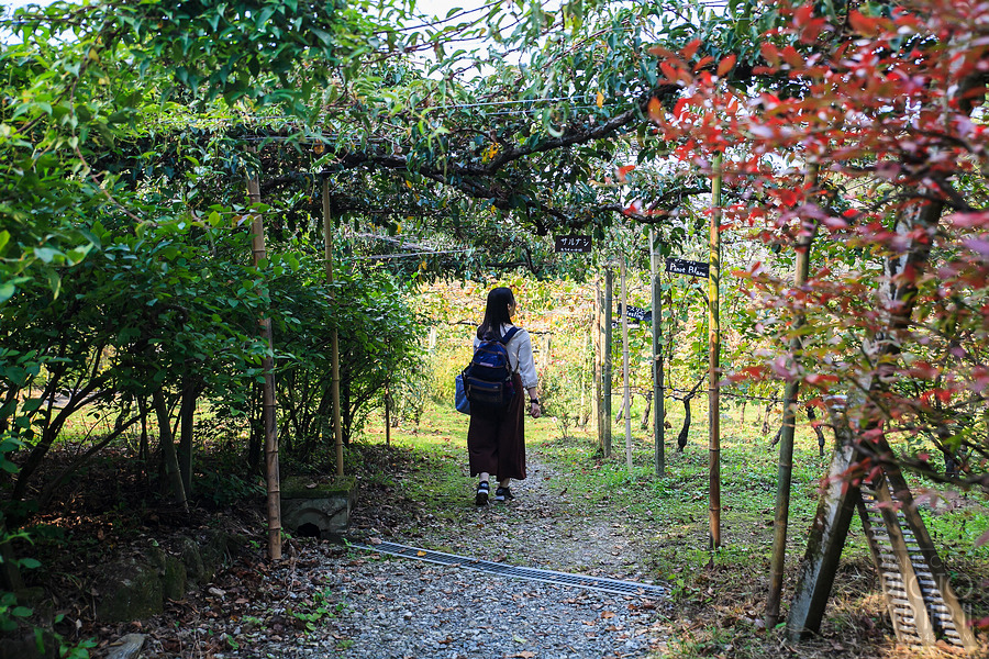 久留米紅乙女酒造巨峰葡萄酒園