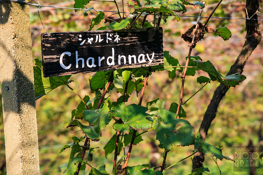 久留米紅乙女酒造巨峰葡萄酒園