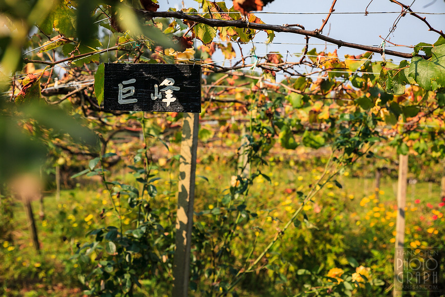 久留米紅乙女酒造巨峰葡萄酒園