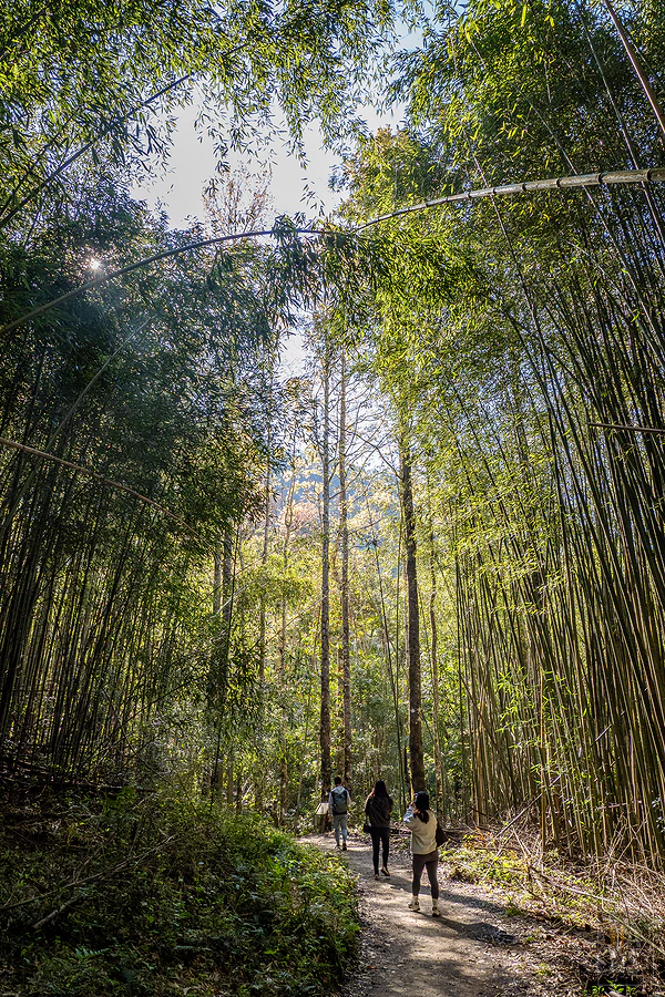 司馬庫斯，神木群步道