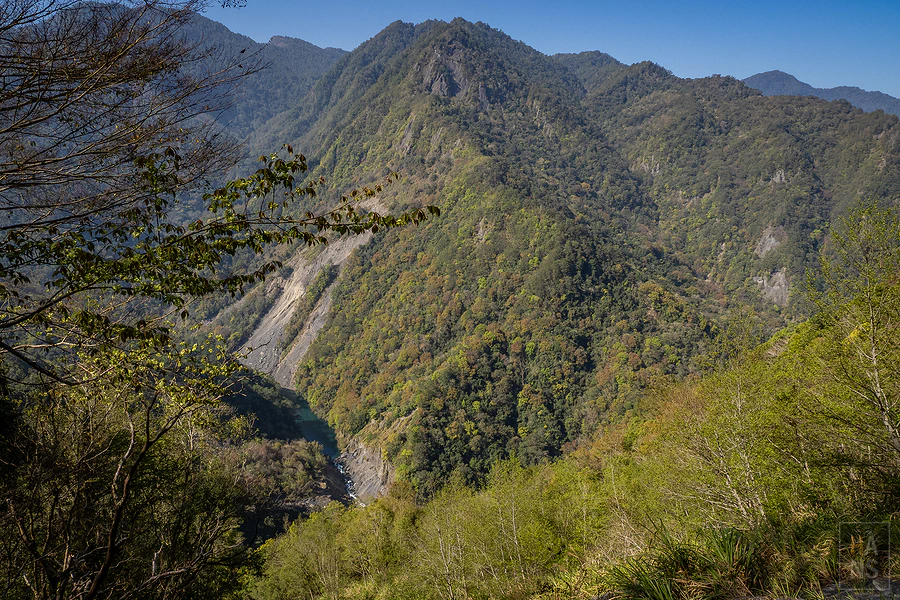 司馬庫斯，神木群步道