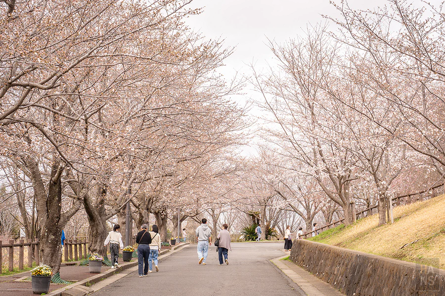 成田市櫻山公園
