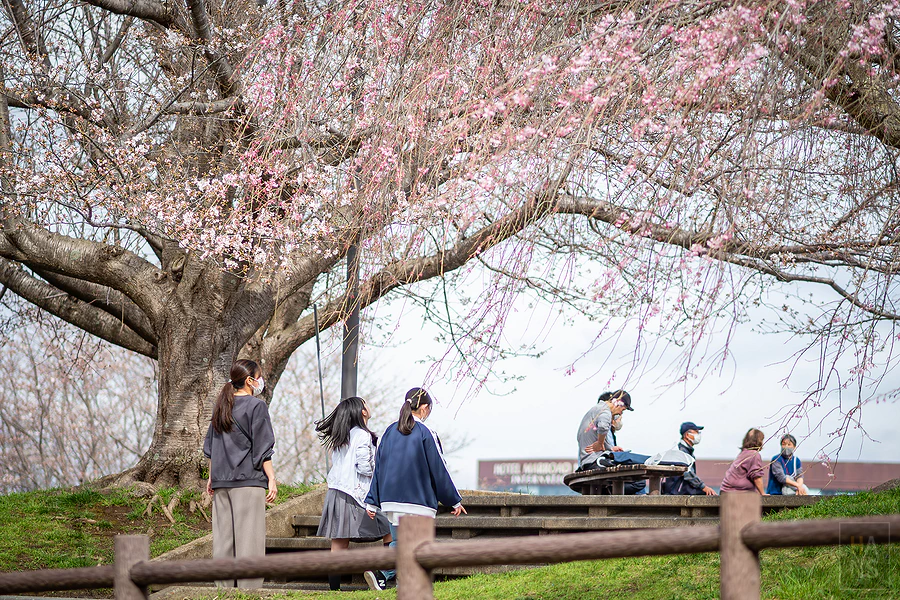 成田市櫻山公園