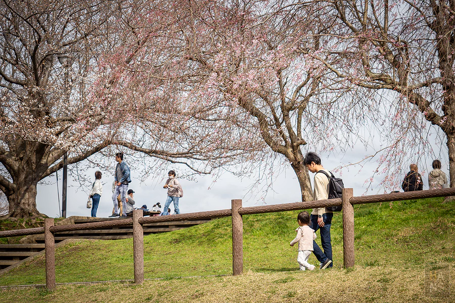成田市櫻山公園