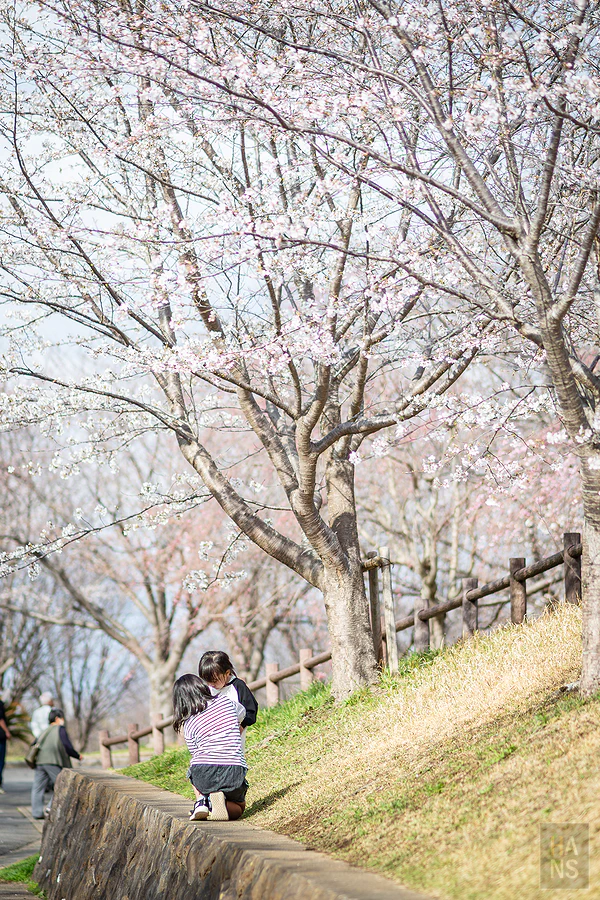 成田市櫻山公園