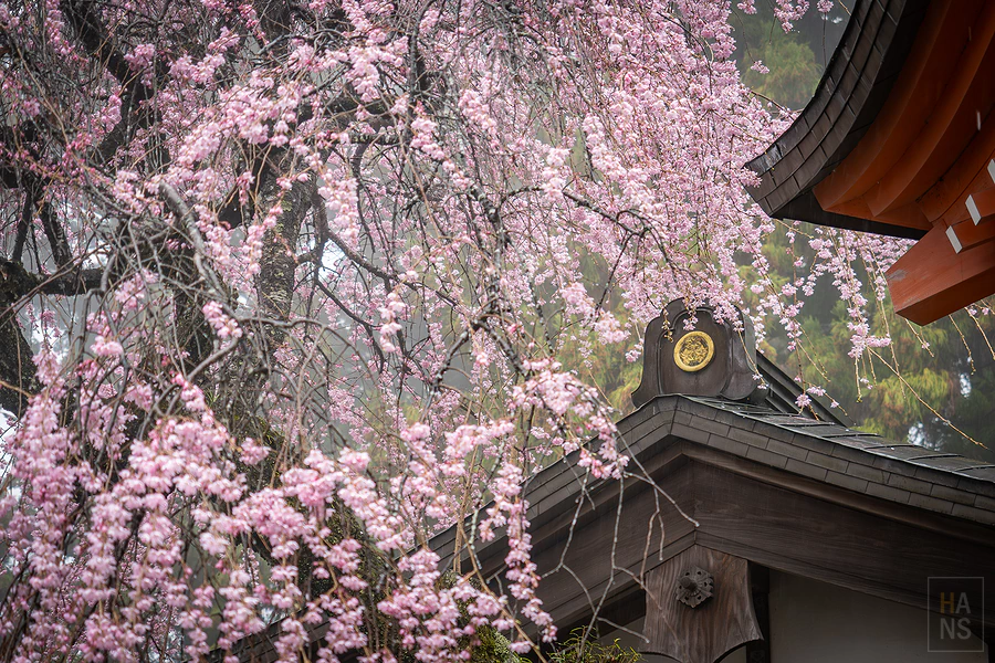 高尾山健行︱高尾山藥王院