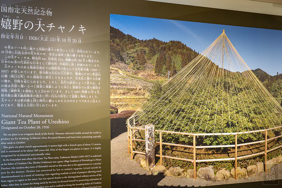 國家指定天然紀念物嬉野大茶樹的圖文解說牌