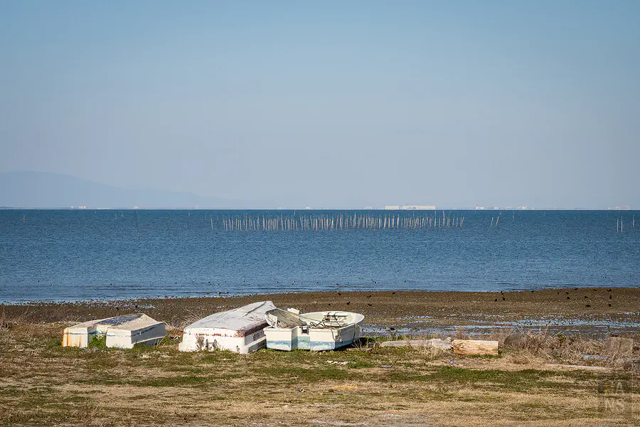有明海退潮後露出的泥灘貝殼地與養殖海苔竹竿