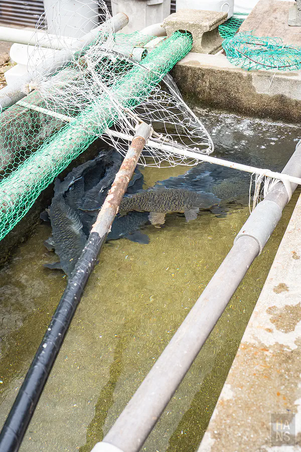 養殖池內清澈的名水與健壯鯉魚