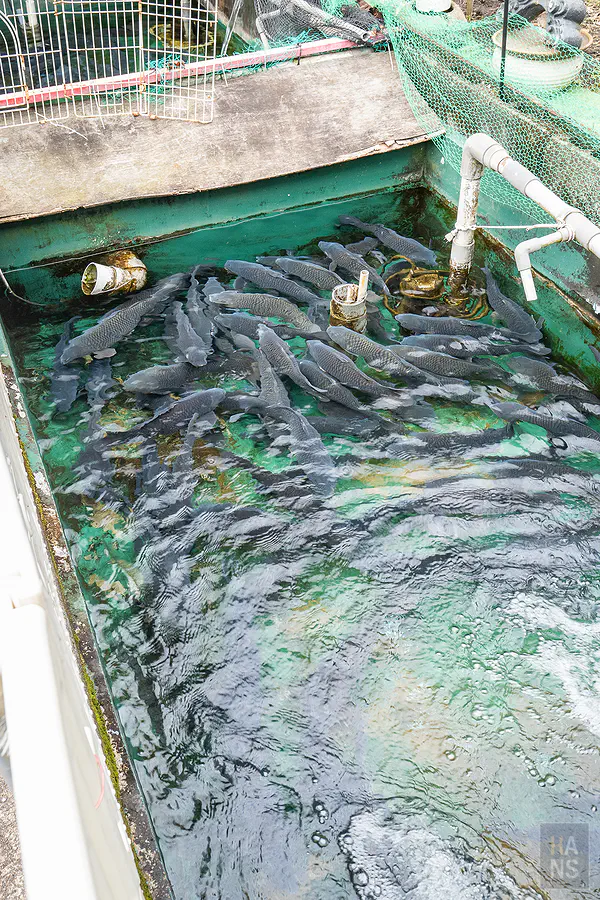 生龍活虎的鯉魚在名水中游動