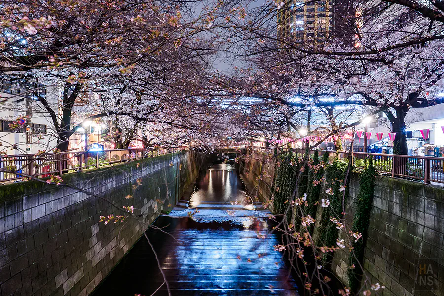 中目黑目黑川絕美夜櫻，東急電鐵沿線私心推薦賞櫻景點