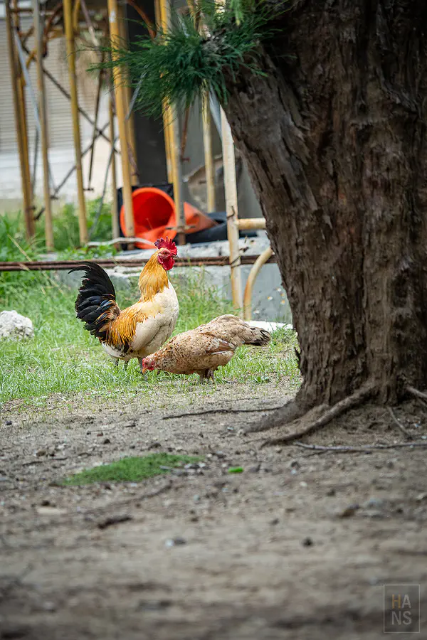 在林投公園樹蔭下悠哉漫步的可愛雞隻