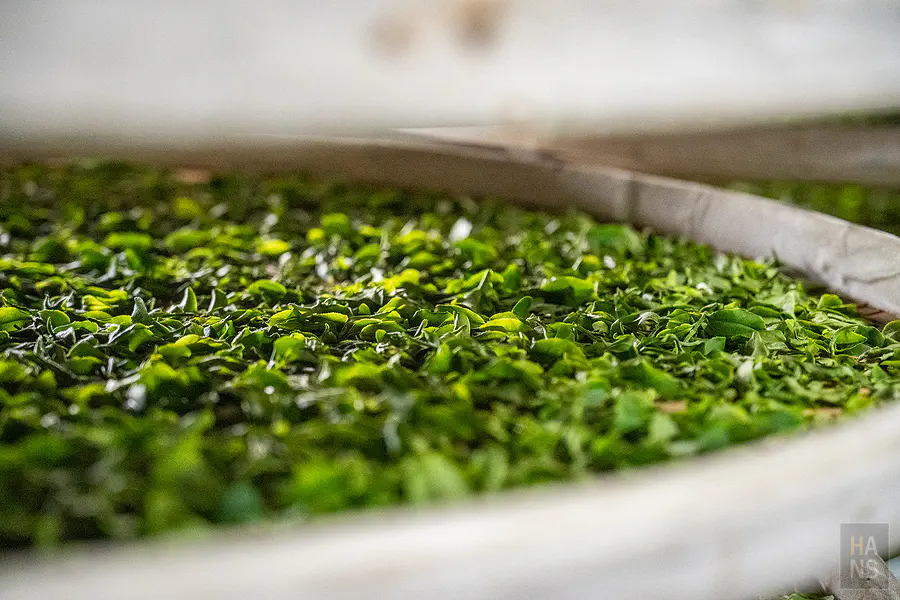 製茶過程中細節講究的茶葉樣貌