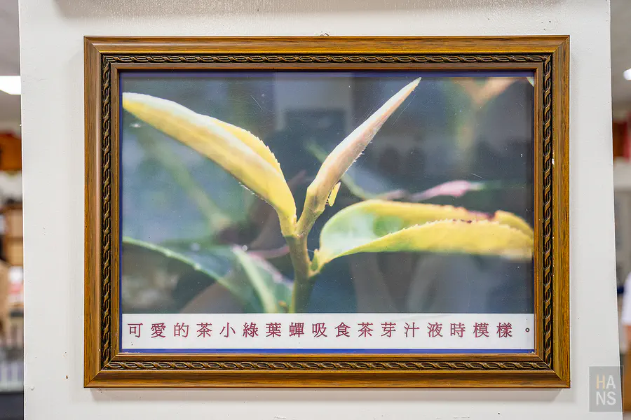 徐耀良茶園內專業的品評人員與器具