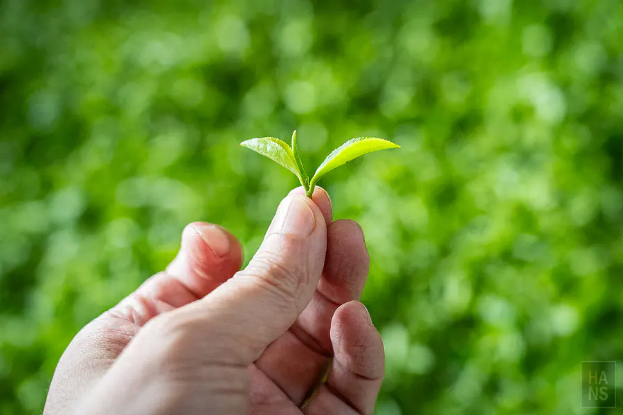 從泡茶到品茶每一個步驟都充滿學問