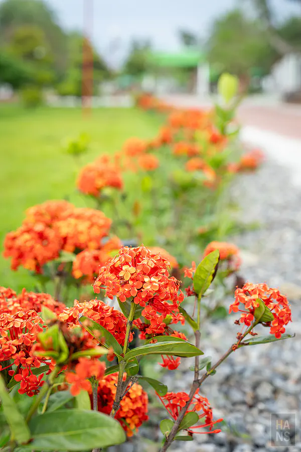 綺美露營渡假村園區花草步道