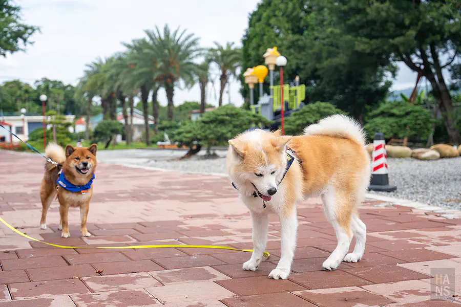 在營區內開心散步的柴犬與秋田犬