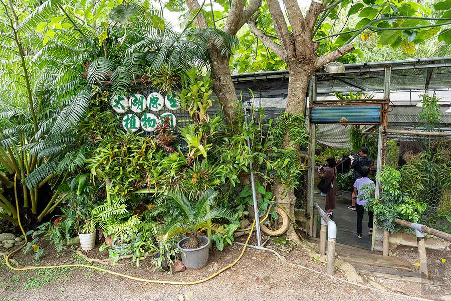 山豬窟太湖原生植物園入口，被蕨類植物環繞的綠色隧道