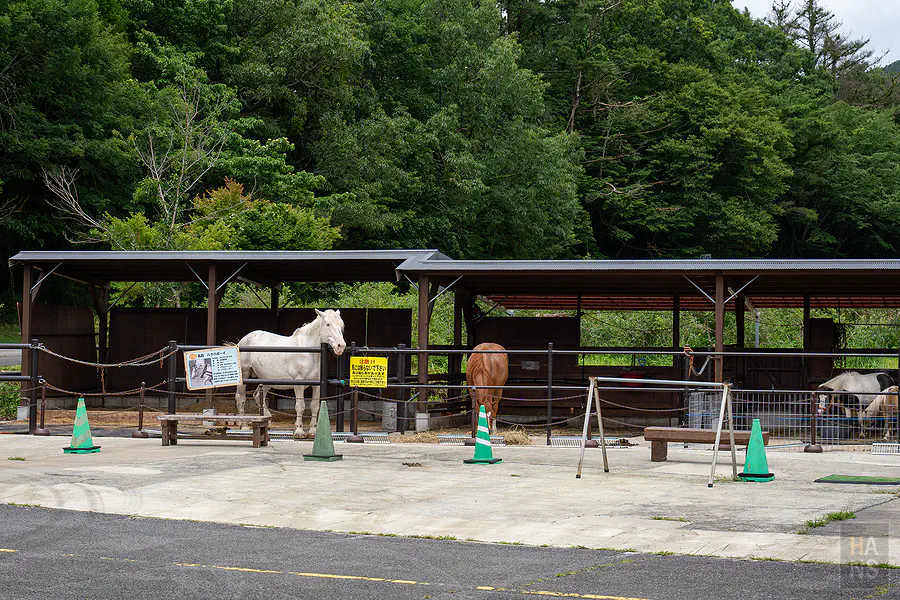 Bebenko農家餐廳停車場旁可愛動物區白馬與棕馬