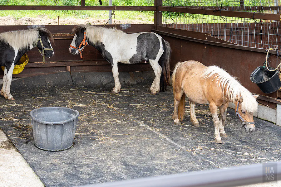 Bebenko動物區三隻可愛迷你馬