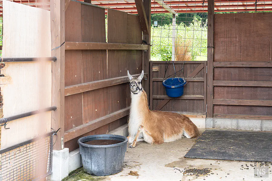 Bebenko動物區趴坐休息的駱馬
