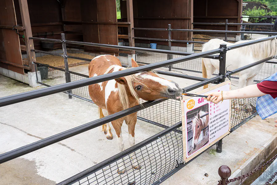 Bebenko可愛動物區餵食小馬