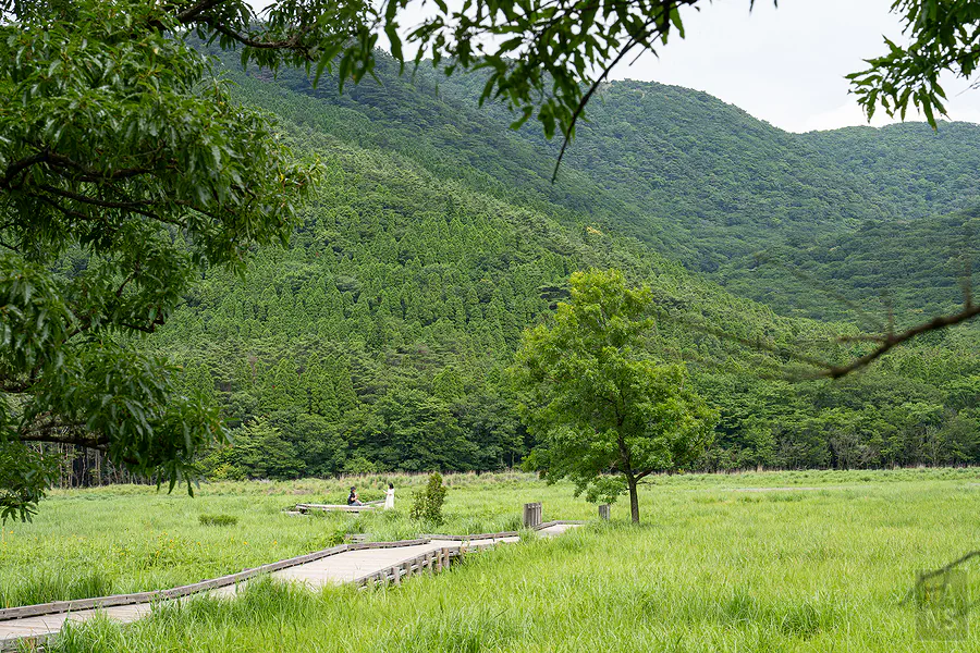 蓼原濕原木道從樹蔭下延伸進遼闊綠色濕原的夏日景色