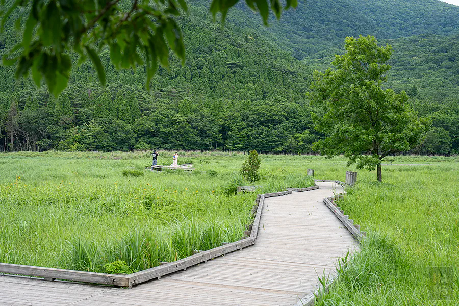 蓼原濕原折線木道延伸至觀景平台的高原濕地景觀