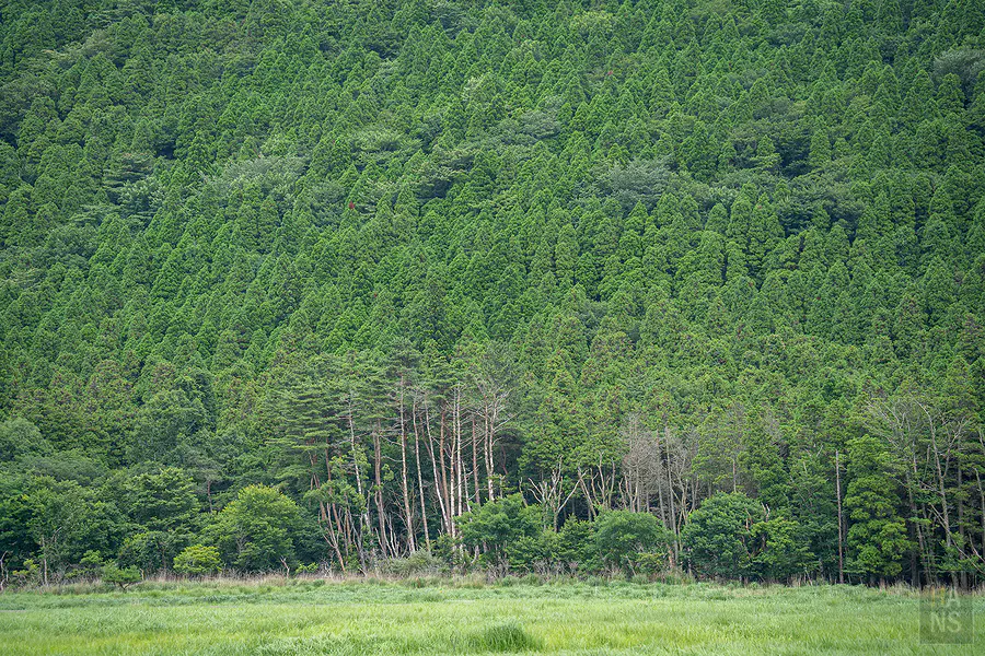 蓼原濕原邊緣杉木林與落葉樹交織的層次綠意景色