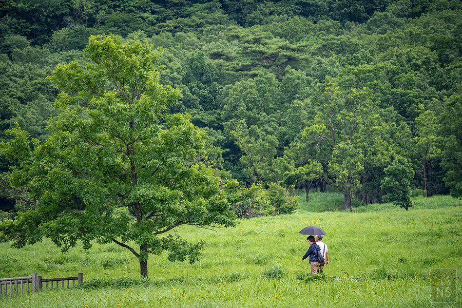 蓼原濕原草地上撐著陽傘散步的旅人與大樹綠蔭