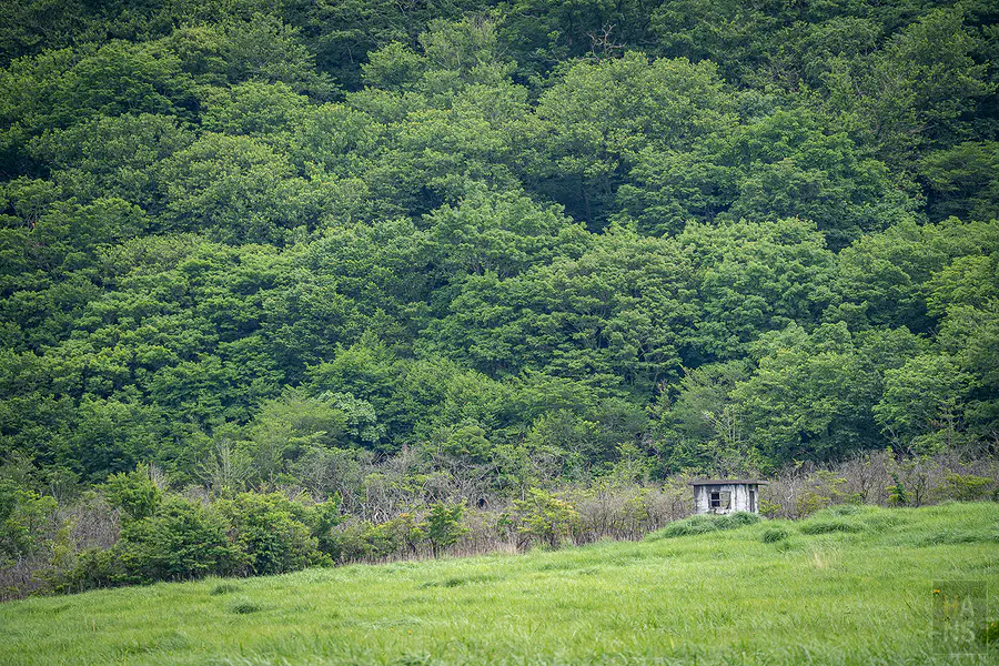 蓼原濕原邊緣森林前的白色小屋與茂密綠色樹林