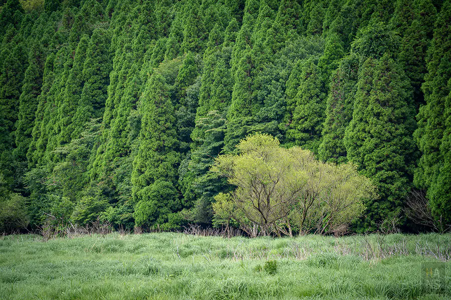 蓼原濕原後方杉木林中一棵淺綠色落葉樹的長焦特寫