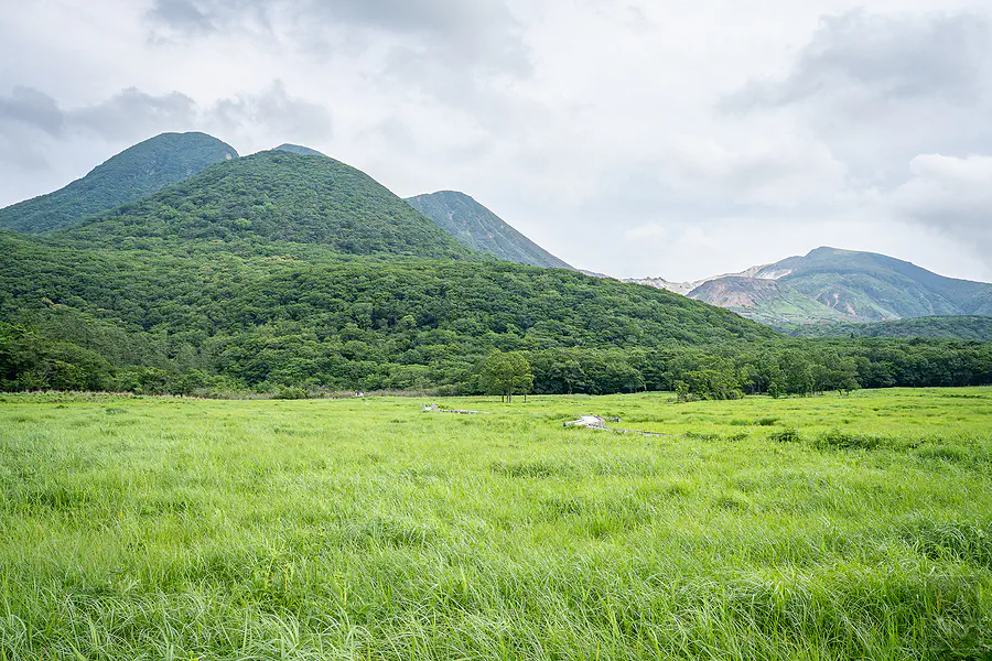 蓼原濕原被風吹倒伏的草浪與遠方連綿的九重連山