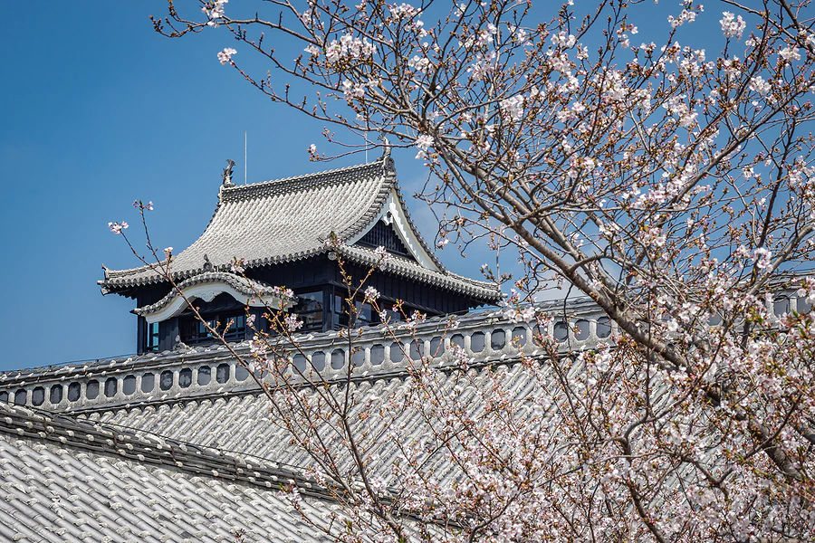 熊本城櫓與櫻花，九州旅遊補助適用的熊本景點