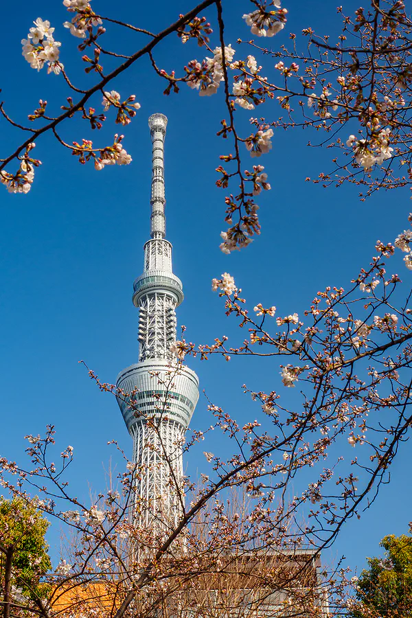 東京晴空塔與春季櫻花枝椏，藍天下的 634 公尺電波塔