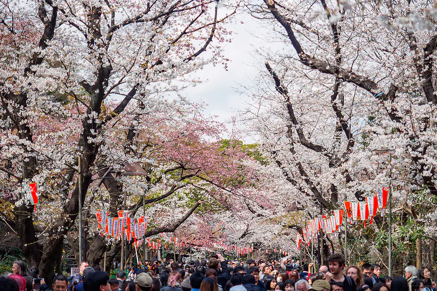 上野恩賜公園櫻花大道盛開景象，紅白燈籠與滿滿賞櫻人潮