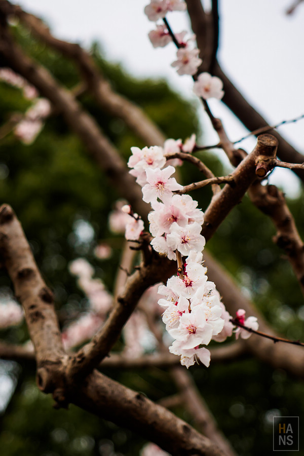 上野公園