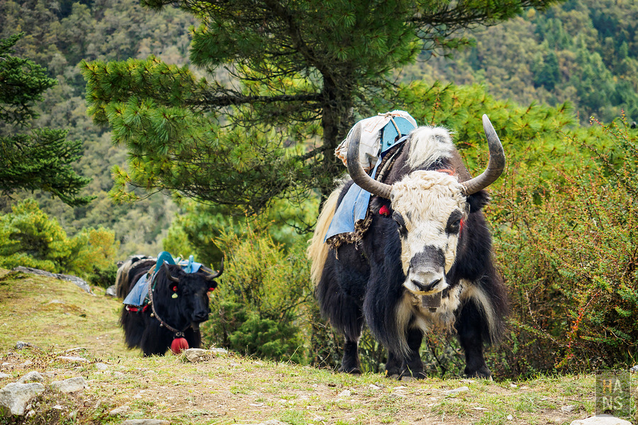 EBC珠峰基地營湯坡崎Tengboche