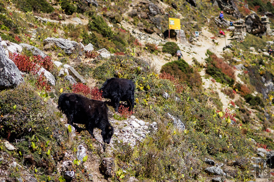 EBC珠峰基地營丁伯崎Dingboche