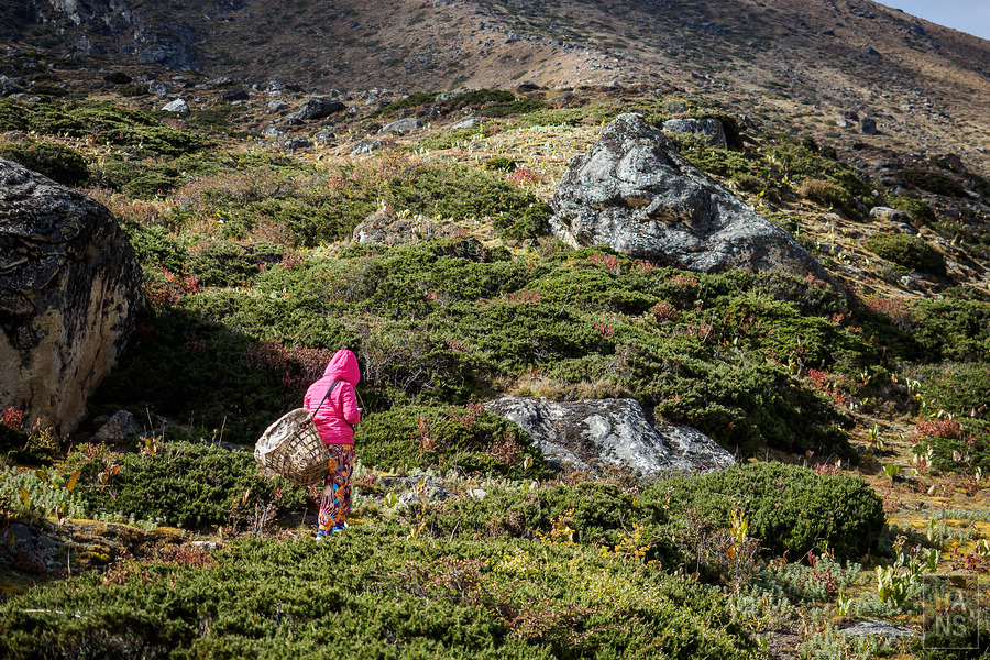 EBC珠峰基地營丁伯崎Dingboche