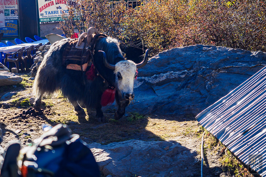 EBC珠峰基地營-從 Pheriche 翡麗綺走到 Namche Bazaar 南崎巴札