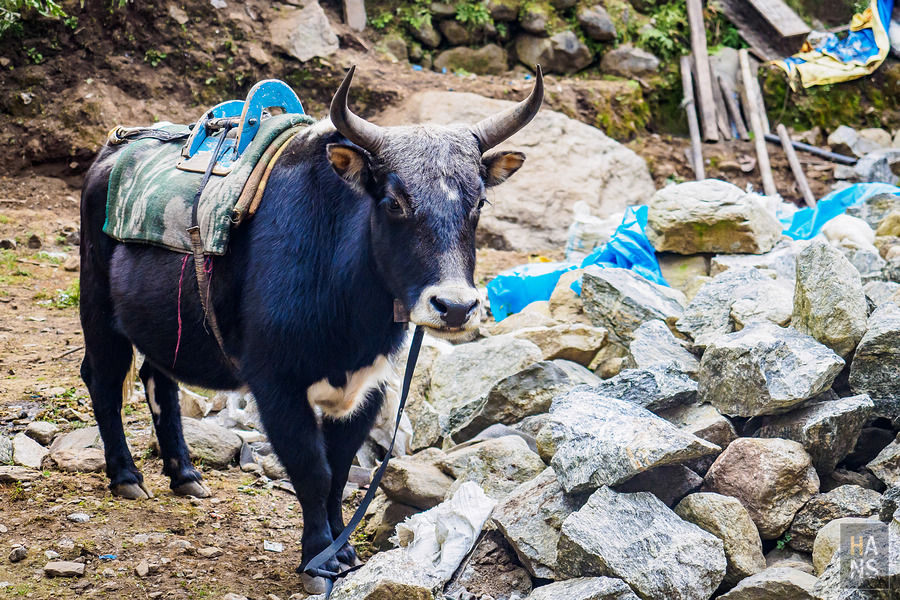 EBC珠峰基地營-從 Namche Bazaar 南崎巴札走到 Lukla 盧卡拉